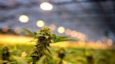 Switzerland Launches Largest-Yet Adult-Use Cannabis Pilot Trial