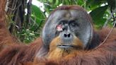 Orangutan treats facial wound with medicinal plant