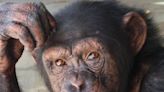 FedEx flies seven rescued chimpanzees to new forever home in Florida