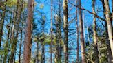 How winter reveals the hidden beauty and history of red pines in New England: Nature News