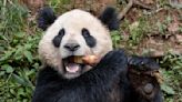 Giant pandas are heading to the US for the first time in 20 years. What to know