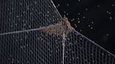 D-backs crowd abuzz as beekeeper clears swarm