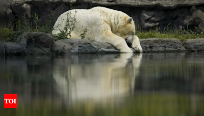 Polar Bear dies at zoo pond after trachea crushed during rough play - Times of India