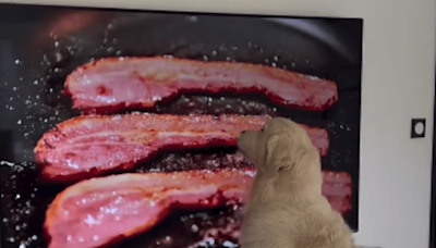 Golden Retriever’s Dreams Come True When ‘Giant Bacon’ Appears on Big Screen TV