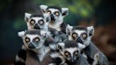 Lemur ‘honks’ could hold the secret to musical ability in humans