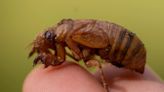 The cicada invasion has begun