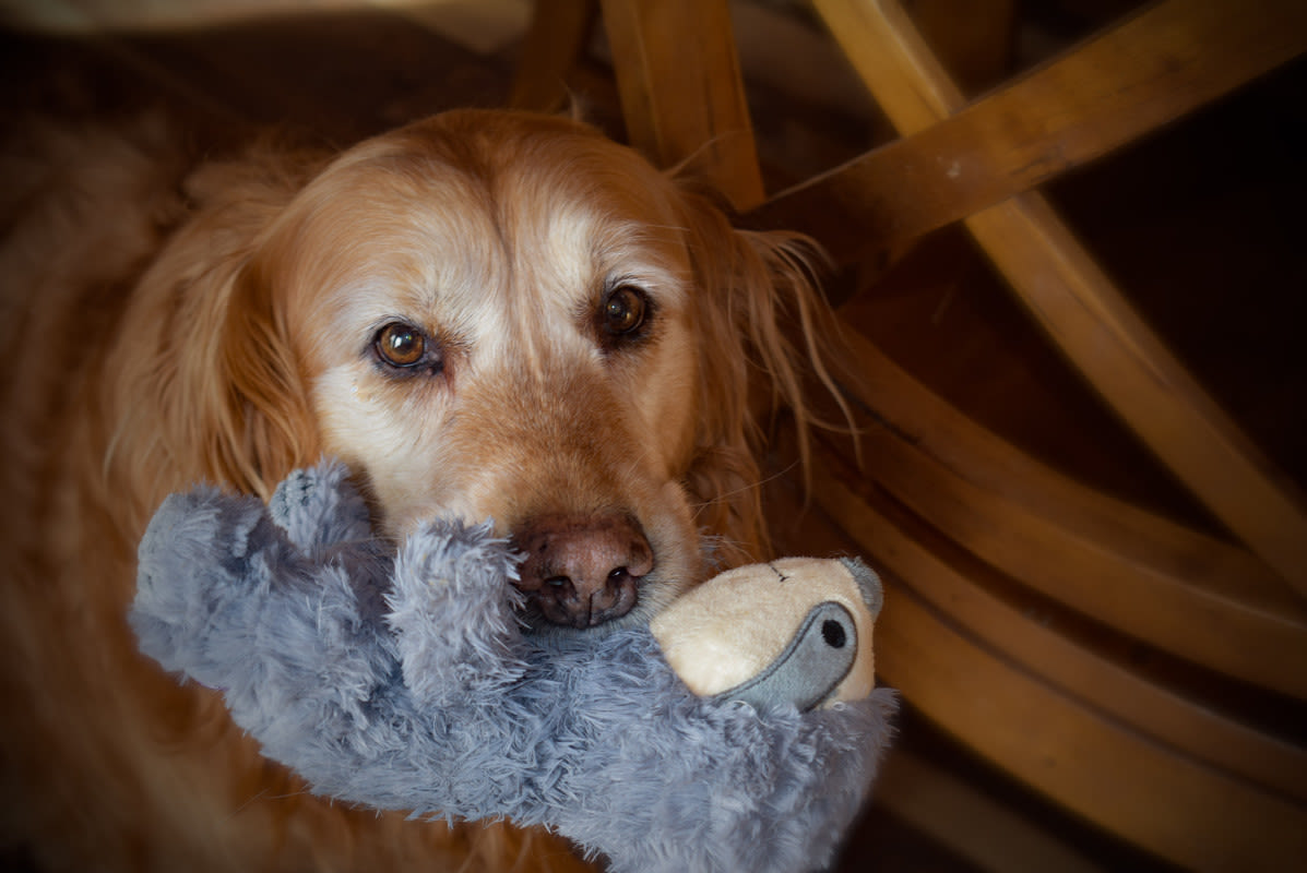 Dog Photographer’s Images of Pets With Their Favorite Stuffies Are the Best