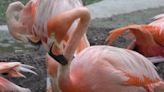 Flamingos flock to Florida, staying thanks to successful habitat restoration efforts