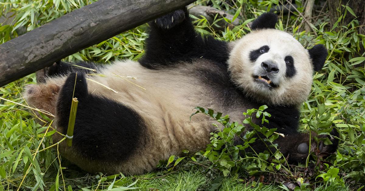 Giant pandas from China acclimate to new home at San Diego Zoo