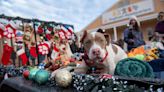 Watch Shelter Dogs Open Christmas Presents from Santa’s Sleigh in Adorable Photos