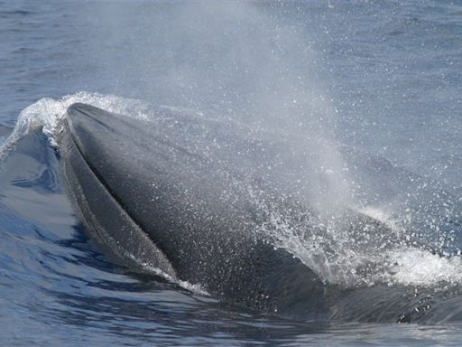 House passes Gaetz amendment excusing deaths of endangered whales at Gulf training range