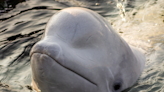 Clever Beluga Whale Has Ingenious Way of Getting Lost Toy Back