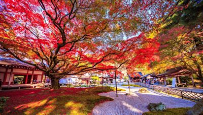 福岡紅葉2024+5大景點推介/最佳賞楓時間/紅葉預測