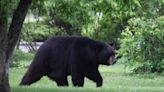 NJ postpones black bear hunt 'until further notice' as it awaits court ruling