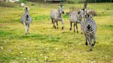 Saskatoon zoo obtains official ownership of zebras | Globalnews.ca