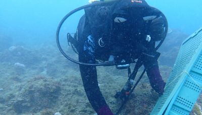 澎湖漁業生物研究中心人員潛水放流海膽 (圖)