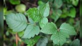 Getting rid of poison ivy is a serious matter. What you should and shouldn't do