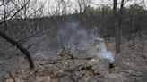 Los incendios en Europa y R.Unido generaron 6,4 megatoneladas de carbono