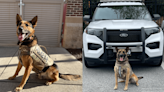 2 Holly Springs K-9s receive body armor donation to keep them safe on the job