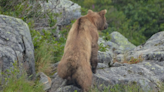 72-Year-Old US Man Fights Off, kills Grizzly Bear Who Attacked Him