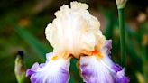 These gardening tips will help ensure bearded irises stay healthy for years