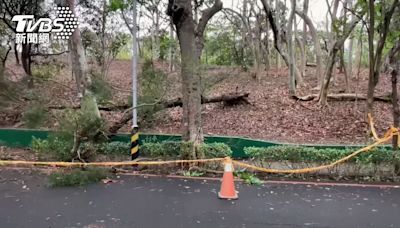 大雨狂炸！高雄澄清湖路樹砸死遊客 中午起臨時封園1週│TVBS新聞網