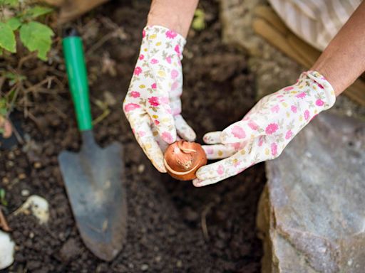 You Should Plant Fall Bulbs Now for Beautiful Spring Blooms, According to a Pro