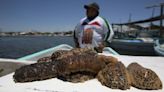 Por qué hasta los carteles de México buscan pepinos de mar