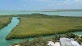 En busca de proyectos para restaurar zonas degradadas de manglar en Q. Roo