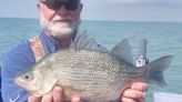 Northern Michigan fly fisherman breaks state record with 'monster' white perch