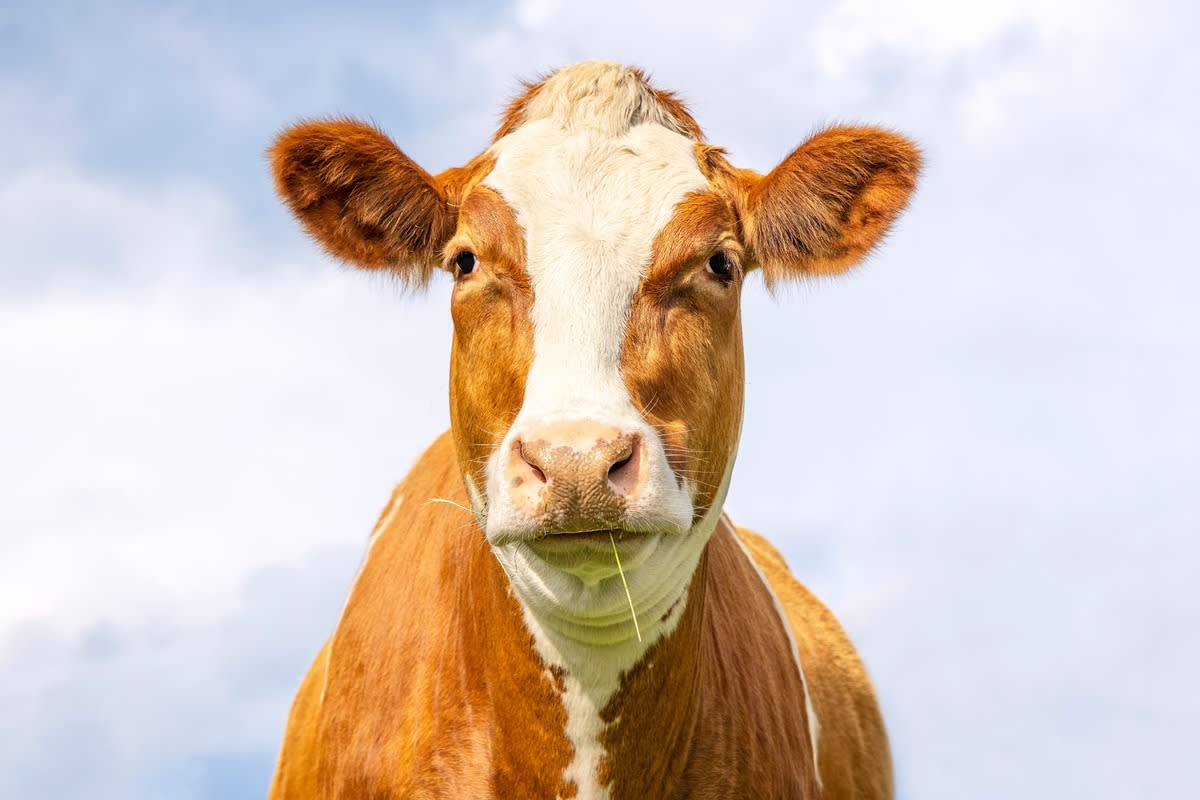 Rescued Cow Has Cutest Way of ‘Demanding’ More Neck Scratches