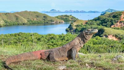 How And Where To See Komodo Dragons In The Wild