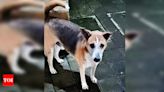 'Assault on Stray Dog Sheru' Case to be Re-Investigated by Bhayander Police | Mumbai News - Times of India