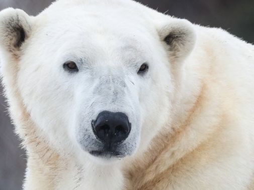 Baffin the polar bear dies at the Calgary Zoo | Globalnews.ca