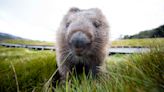 La Tasmanie propose des petits boulots très étranges à ses touristes, comme « promeneur de wombat »