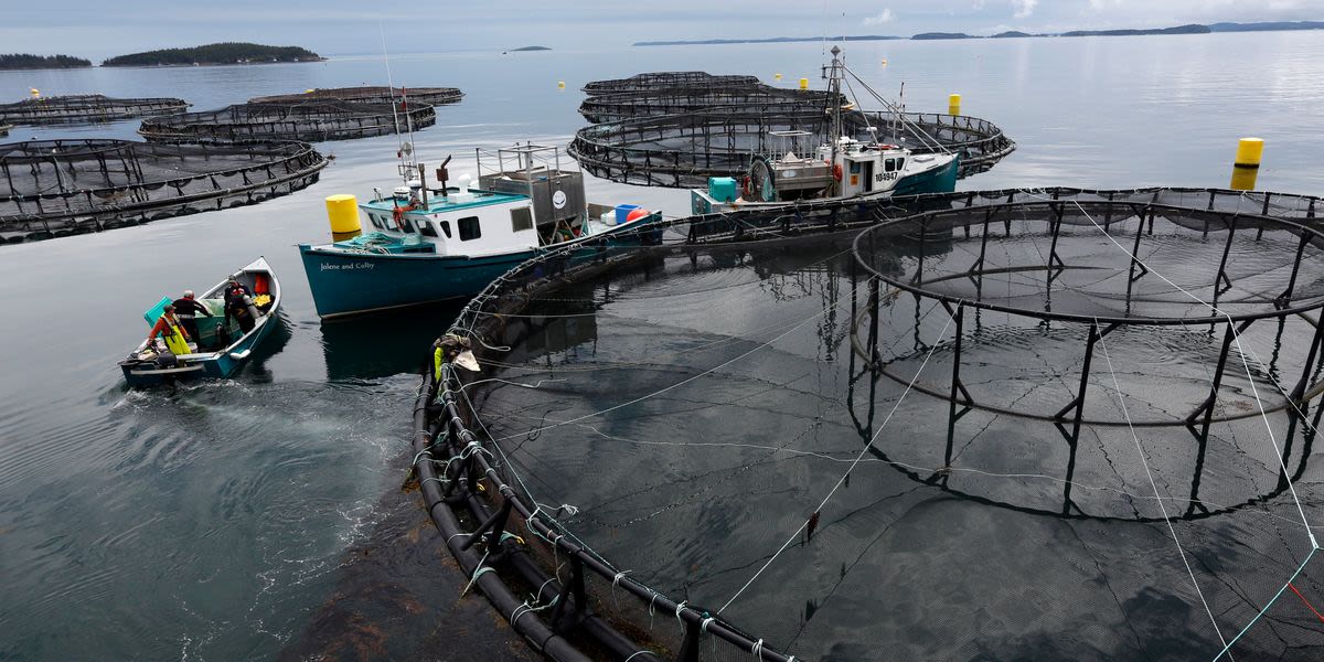 Salmon-Farming Giant Faces Billion-Dollar Lawsuit