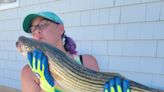 Fishing Report: 'Old Salts,' 'Young Guns' talk striped bass strategies