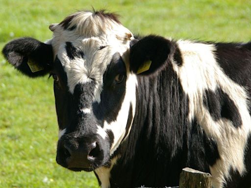 Cow loose on Cowleaze — beast seized moo-ment to escape onto reopened Ventnor road