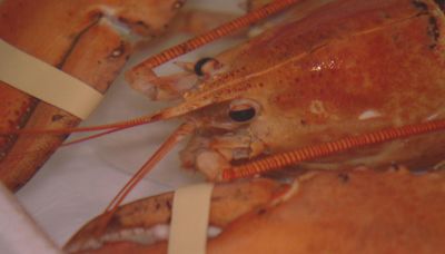 Meet Crush, a rare orange lobster who now calls Denver home