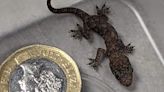 Baby gecko found in suitcase after 5,000-mile journey from Zanzibar