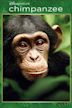 Chimpanzee