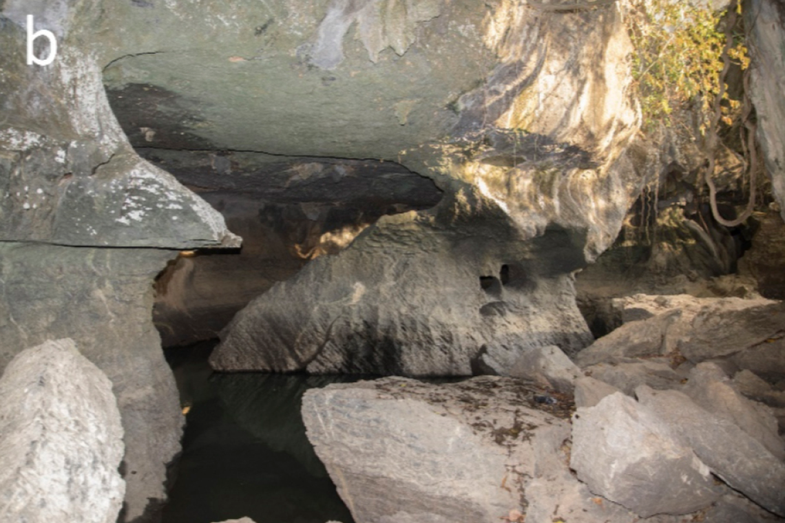 Cave creature — with ‘blade-shaped’ teeth — discovered as new species in Thailand