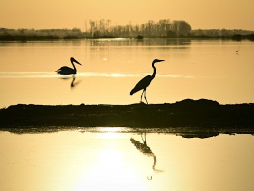 Reclaimed by floods, wildlife returns to Romania's Danube Delta