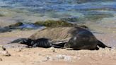 New Hawaiian monk seal pup is first recorded birth at Sand Island