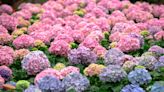 How to Turn Hydrangeas Blue or Pink