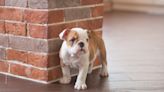 English Bulldog Puppy Adorably Waits for Breakfast and Even Sheds an Impatient Tear