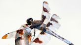 'The air was just full': Wisconsin's recent dragonfly swarms are the largest seen in years