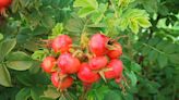 What Are Rose Hips? Plus How to Use Them for Decorating and Eating