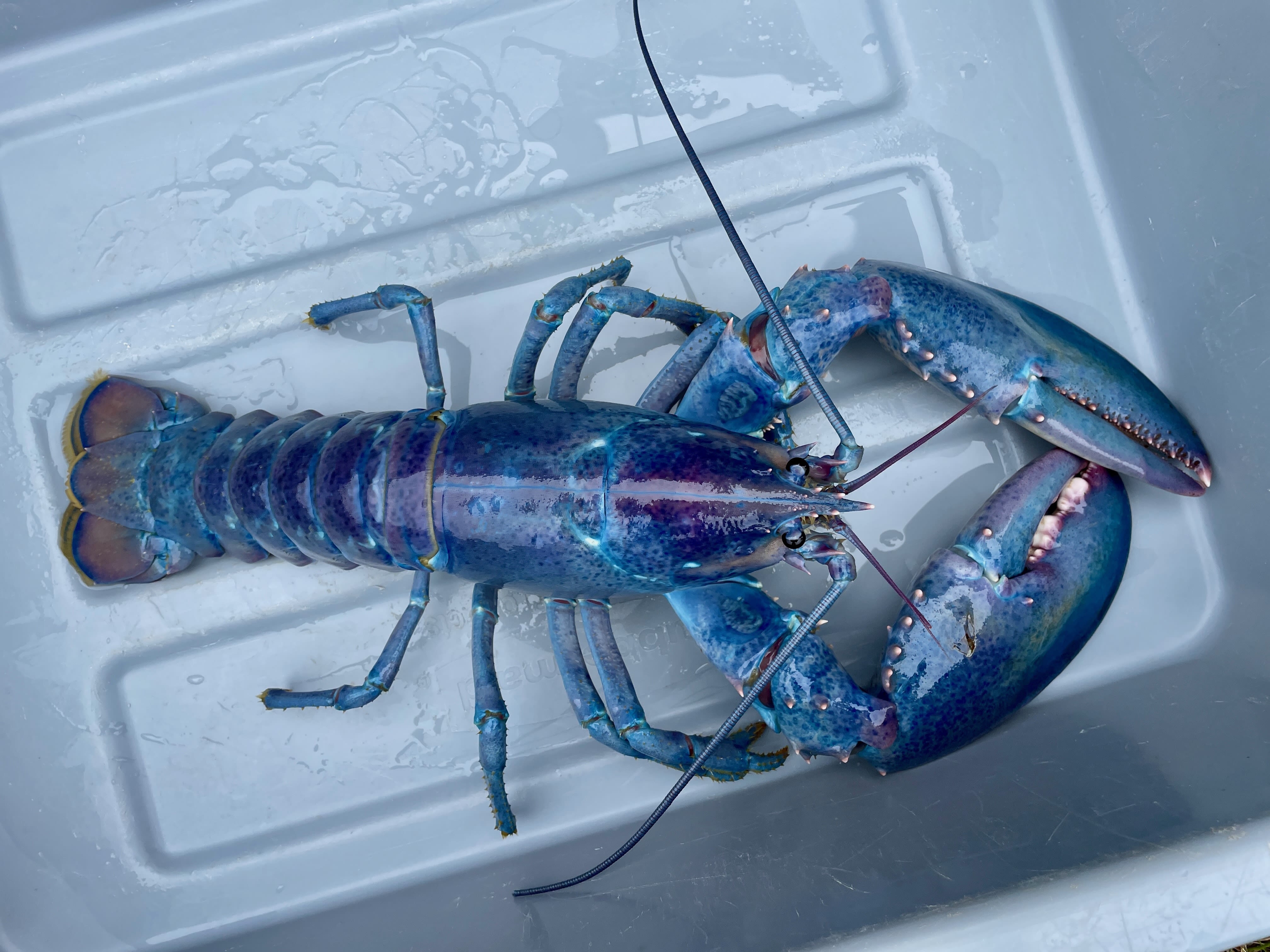 Rare 1-in-100-Million 'Cotton Candy' Lobster Found off the Coast of New Hampshire