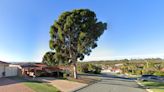 Residents divided over whether to keep or remove last mature gum tree
